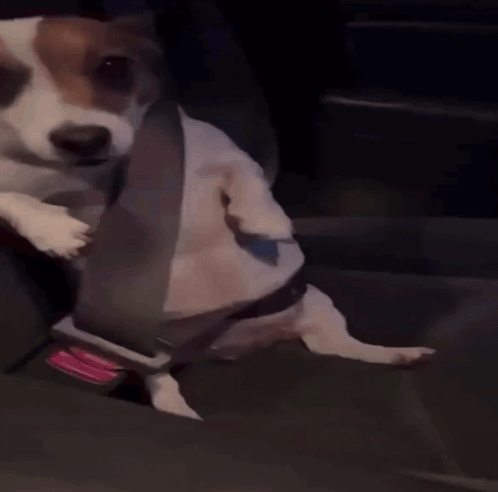 Brown And White Dog Sitting In Car Seat GIF