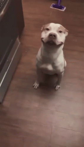 Brown and White Dog Sitting