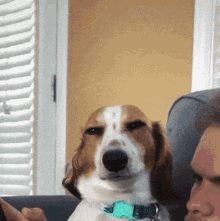 Brown and White Dog Sitting Next to Man