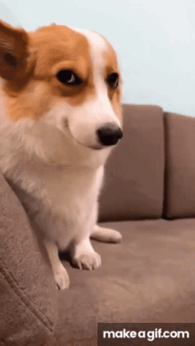 Brown and White Dog Sitting on Couch
