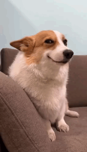 Brown and White Dog Sitting on Couch