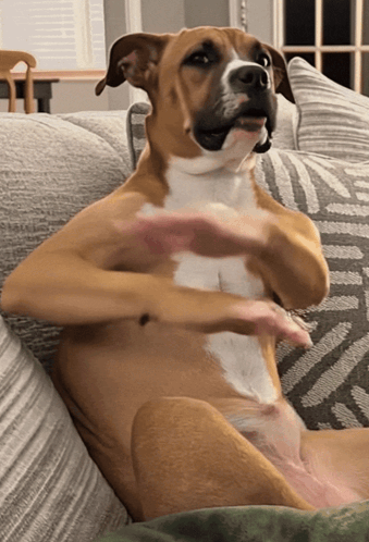 Brown and White Dog Sitting on Couch