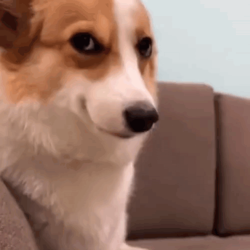 Brown and White Dog Sitting on Couch