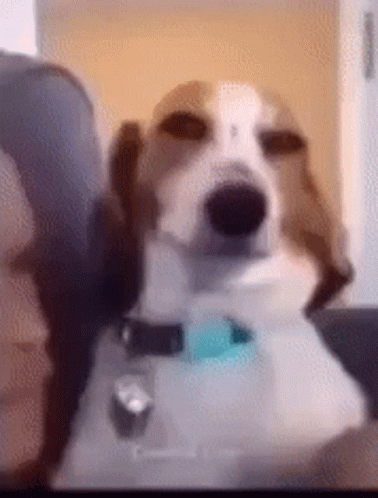 Brown and White Dog Sitting on Couch Looking at Camera