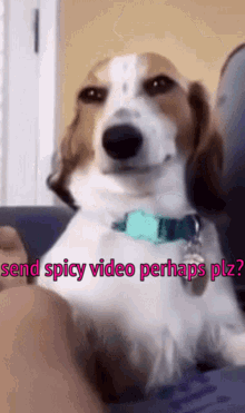 Brown and White Dog Sitting on Couch Saying Send Spicy Video Perhaps Plz