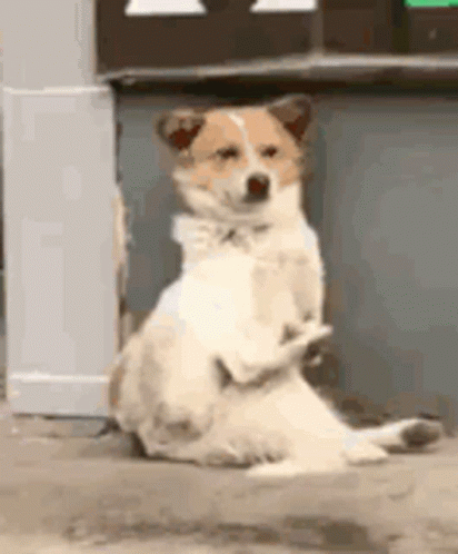 Brown and White Dog Sitting on Hind Legs