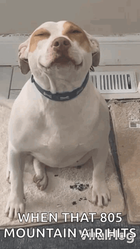 Brown and White Dog Sitting Smiling