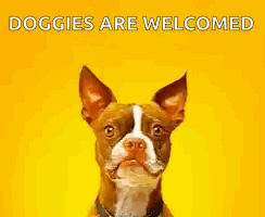 Brown and White Dog Smiling Doggies Are Welcomed