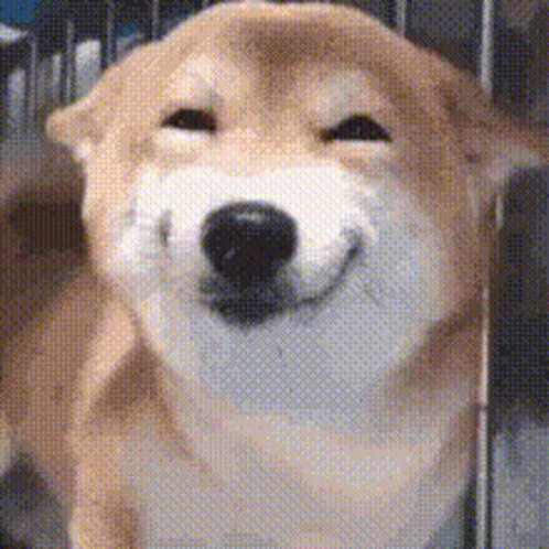Brown and White Dog Smiling with Eyes Closed