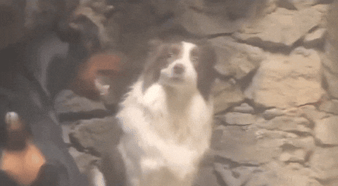 Brown And White Dog Standing By Rock Wall GIF