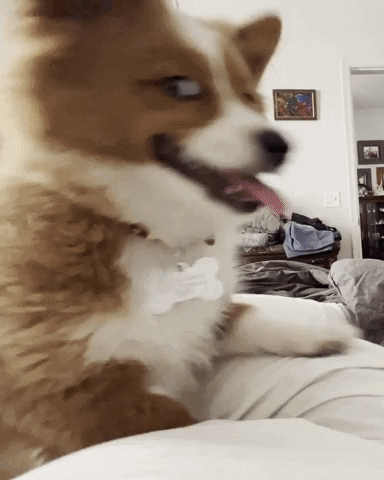 Brown and White Dog Sticking Tongue Out on Bed
