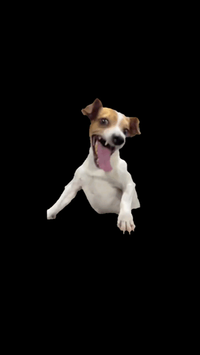 Brown and White Dog Tongue Out