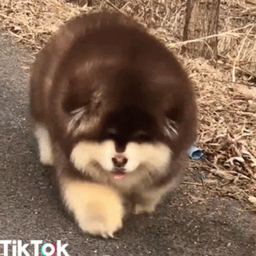 Brown And White Dog Walking On Road With TikTok GIF