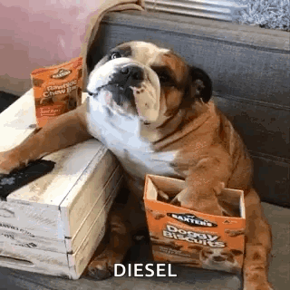 Brown And White Dog Walking On Treadmill Saying A GIF