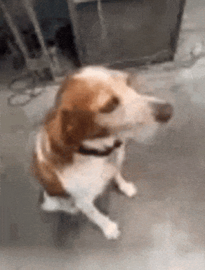 Brown and White Dog With Black Collar Sitting