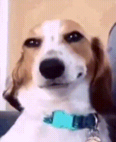 Brown and White Dog With Blue Collar