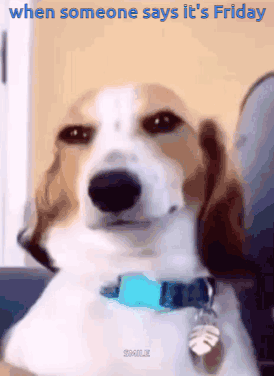 Brown And White Dog With Blue Collar On Couch GIF