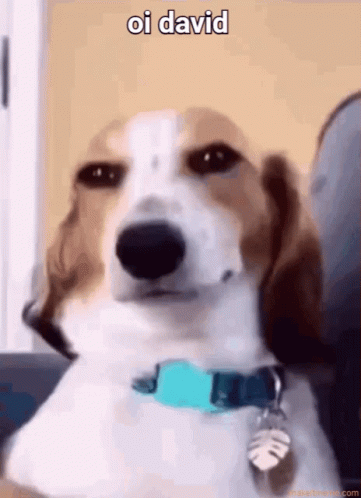 Brown and White Dog With Blue Collar Sitting on Couch Oi David