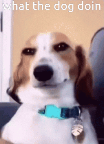 Brown and White Dog With Blue Collar What the Dog Doin