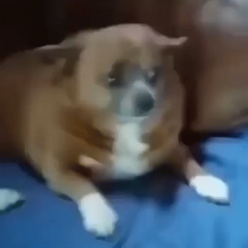 Brown And White Dog With Crossed Paws On Blue Blanket GIF