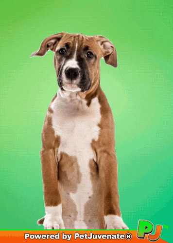 Brown and White Dog with Petjuvenate PJ