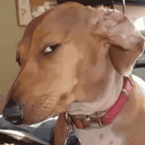 Brown and White Dog with Pink Collar