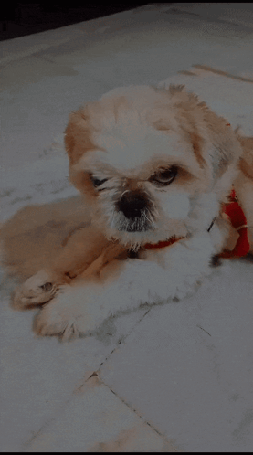 Brown And White Dog With Red Collar Laying GIF