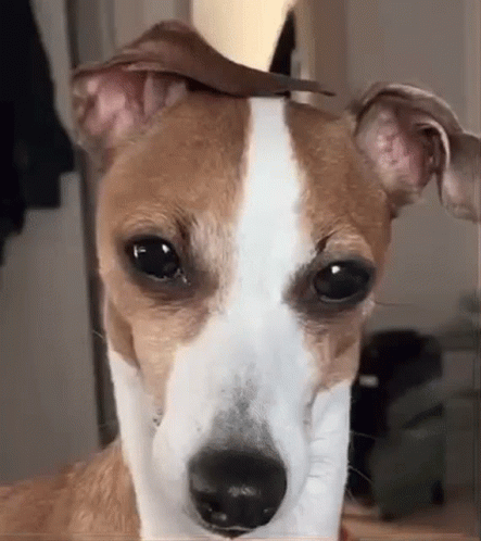 Brown and White Dog With Stick in Ear