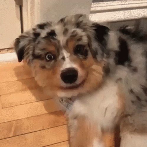Brown And White Dog With Tag GIF