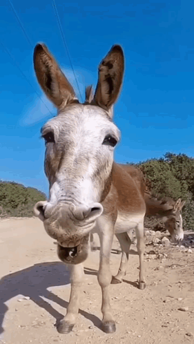 Brown And White Donkey Standing GIF