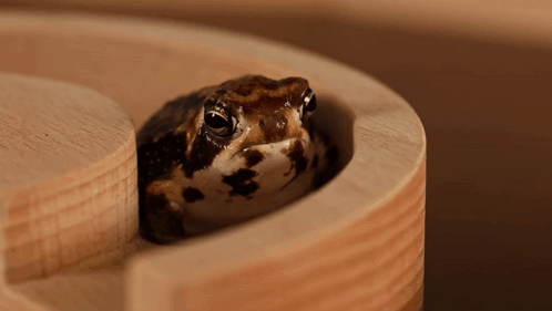 Brown and White Frog Sitting in Wooden Container