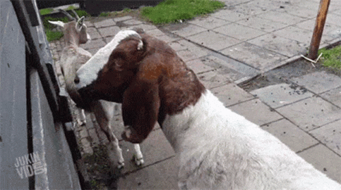 Brown And White Goat Licking Another Goat's Nose GIF