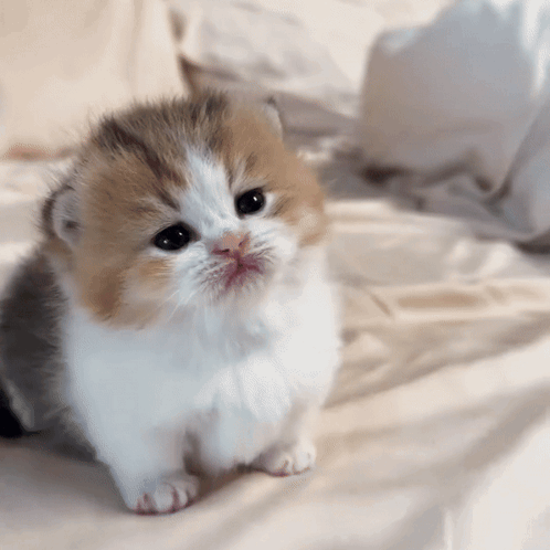 Brown and White Kitten Laying on Bed