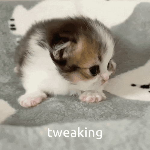 Brown and White Kitten Sitting on Blanket Saying Tweaking