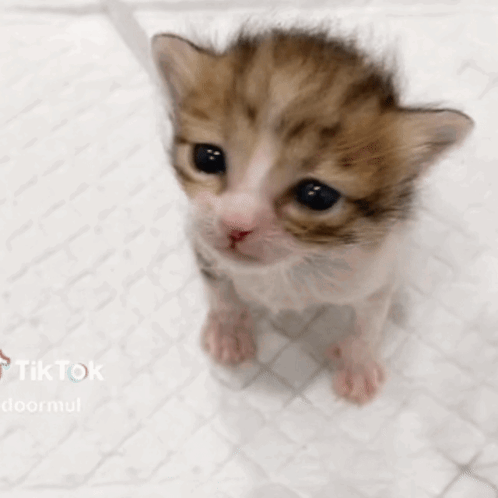 Brown and White Kitten with Mouth Open