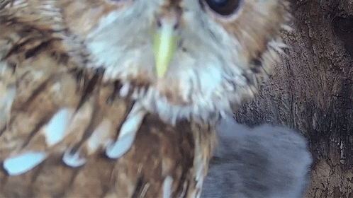 Brown and White Owl With Yellow Beak