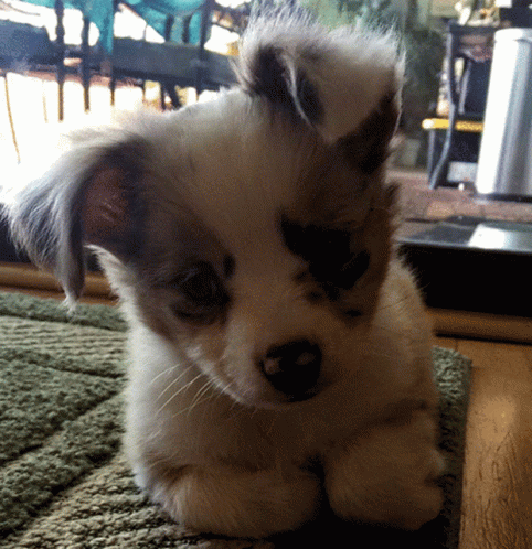 Brown and White Puppy Laying on Rug