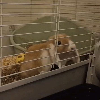 Brown And White Rabbit In Cage With Yellow Ball GIF