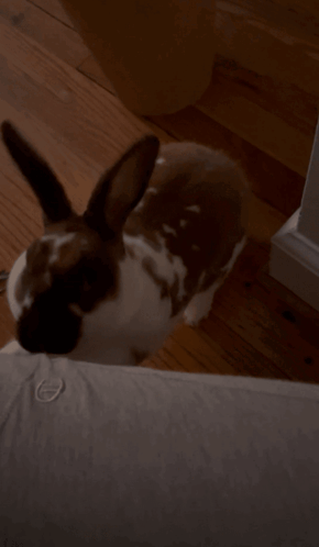 Brown and White Rabbit Lying
