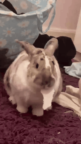Brown and White Rabbit Sitting on Purple Carpet Next to Laundry Basket