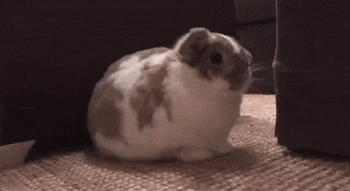 Brown And White Rabbit Sitting GIF