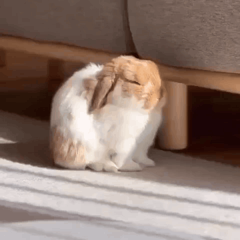 Brown And White Rabbit Sitting Under Couch GIF