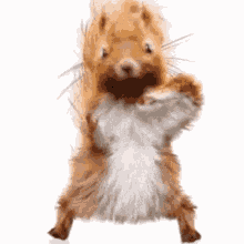Brown and White Squirrel Standing