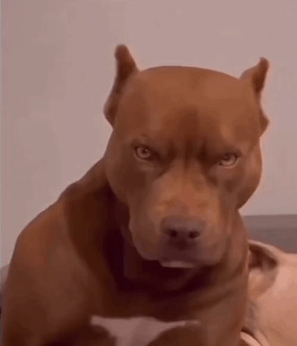 Brown Angry Dog Youll Shoot Your Eye Out GIF