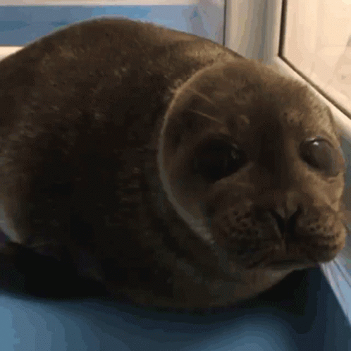 Brown Baby Bouncing Seals GIF