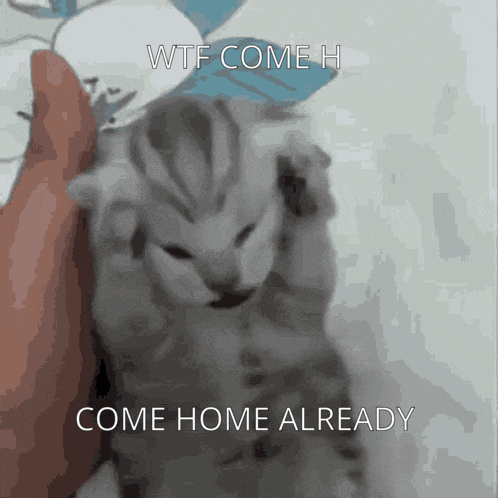 Brown Bear and White Rabbit Come Home Now