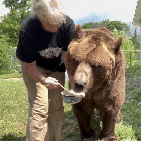 Brown Bear Being Fed Honey GIF