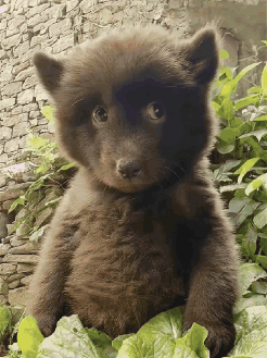 Brown Bear Cub Sitting On Leaf GIF