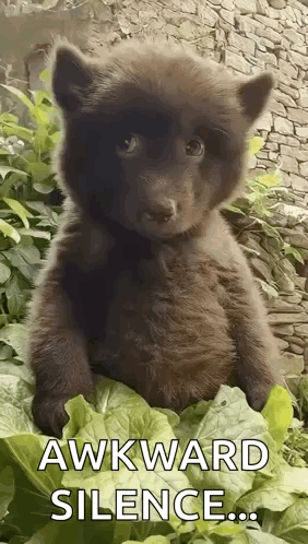 Brown Bear Cub Sitting on Lettuce Awkward Silence