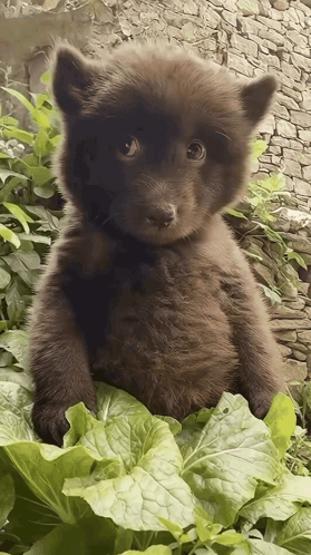 Brown Bear Cub Sitting On Lettuce GIF